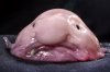 Blobfish.jpg