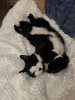 upload_2025-3-23_18-54-36.jpeg