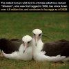 albatross.jpg