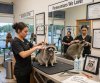 raccoon groom.jpg