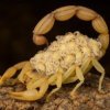 scorpion.jpg