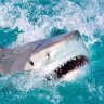 sharkattack