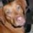 vizsladog
